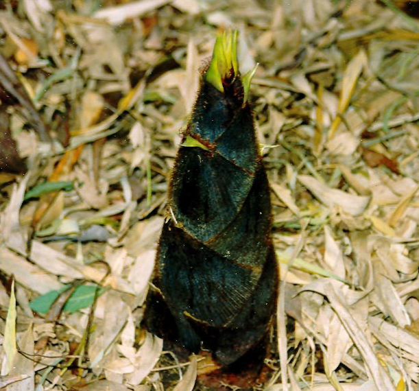 Побег Phyllostachys Heterocycla Pubescens Moso